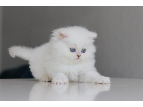 Full Şecereli Babadan Teslime Hazır Erkek British Longhair