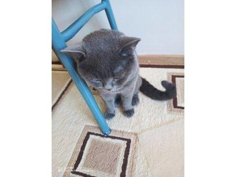 Sakin Ve Uysal Kedimiz