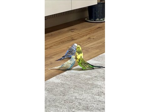 25Li Jumbo / Show Jumbo Takım Muhabbet Kuşlar