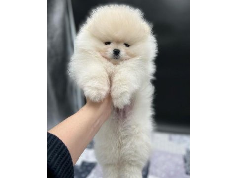 Pomeranian Boo Yavruları Antalya