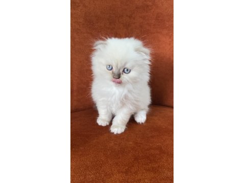 Scottish Fold Longhair Blue Point