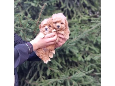 Efsane Maltipoo Yavruları