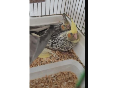 Elle Besleme Sultan Papağanı Yavrular