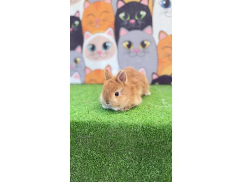 Cüce Tavşan Yavruları Gönderim Yapılır