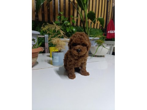 Tea Cup Boyutlarda Poodle Bebeklerimiz