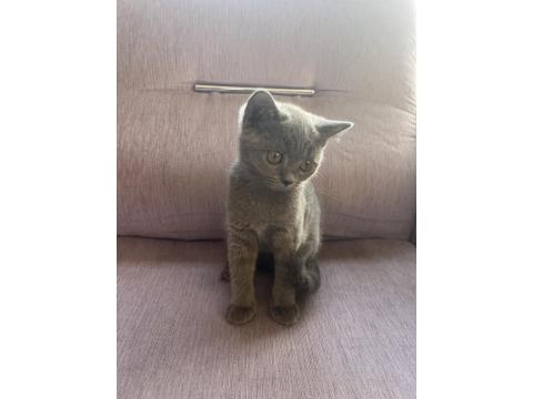 3 Aylık Dişi British Shorthair Kedisi