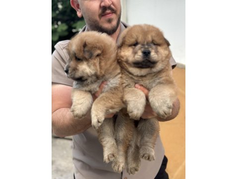 50 Günlük Çin Aslan Yavrularımız