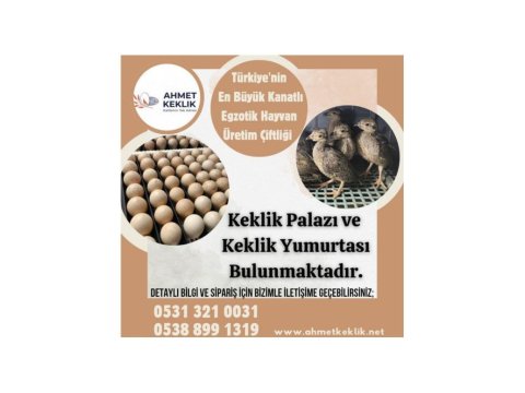 Keklik Yavrusu Ve Keklik Yumurtası
