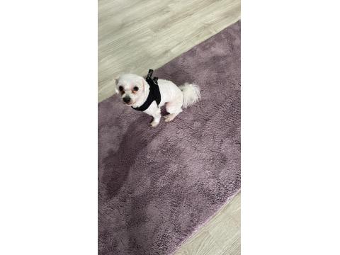 Ücretsiz Maltese Terrier