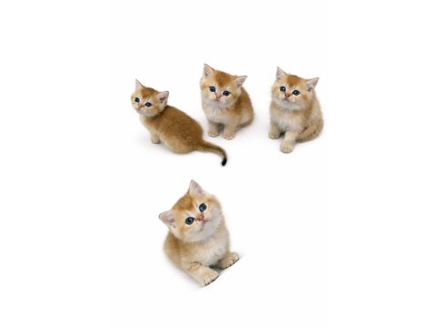 Show Kalite Bebek Kediler