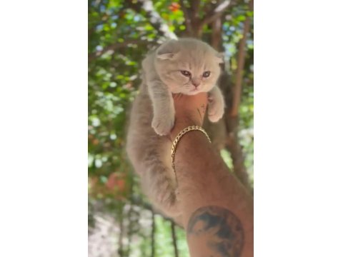 Scottish Fold Bebeklerimiz Teslime Hazırdır