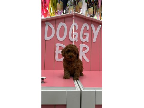 Tüy Yumakları Köpeklerimiz Yeni Mutlu Ailesini Arıyor