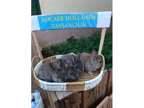 Hollanda Cüce 1 Aylık Tavşan Yavrular