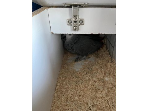 2 Çift Hazır Jako Papağanı Takım