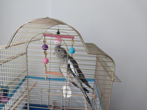 Sultan Papağanı 7 Aylık