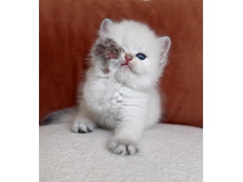 Harika Kalite Golden Point British Longhair Kedimiz