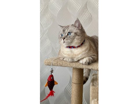 Mars'a Yuva Arıyoruz - Ücretsiz Scottish Straight