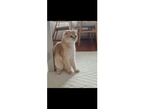 Ny12 Golden Scottish Fold