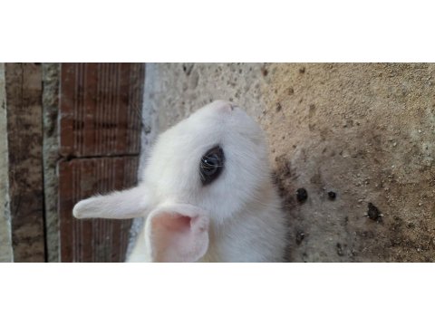 Cüce Tavşan 2 Aylık