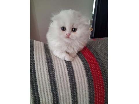 Sevgi Dolu British Longhair Bebekler Yeni Yuvalarını Arıyor