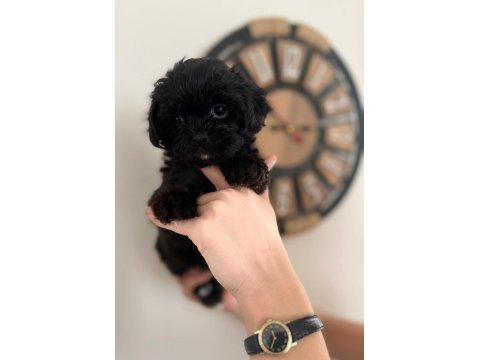 Tüy Derdi Olmayan Nadir Irk Maltipoo Yavrular