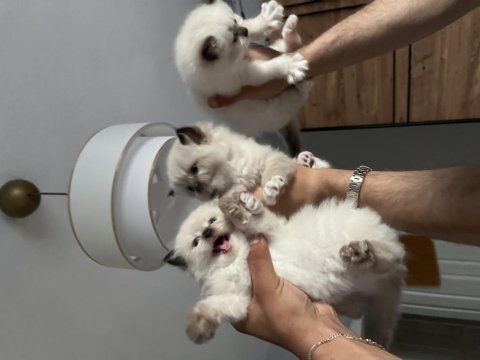 Safkan Ragdoll Yavru Kedilerimiz