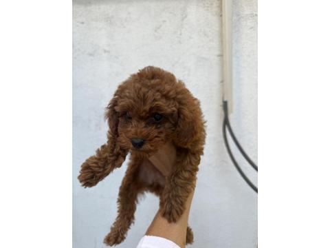 2 Dişi Ve 1 Erkek Toy Poodle