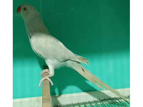 Buz Mavisi Mutasyon Pakistan Papağanı