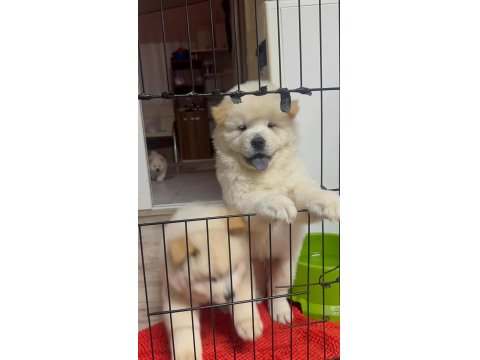Chow Chow Cinsi Bebekler