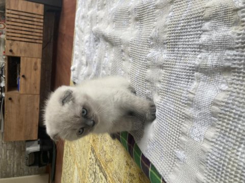 Sahiplendirme Maviş Gözlü Scottish Fold