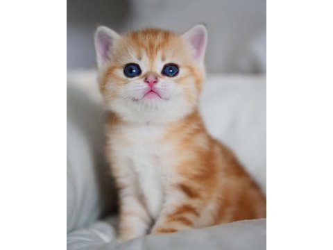 Güzellik Abidesi Golden British Shorthair Yavrumuz
