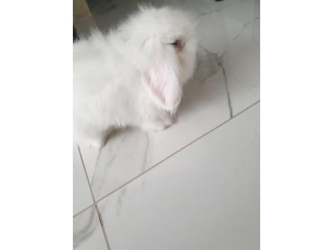 4 Aylık Beyaz Tavşan Lokum Tadında