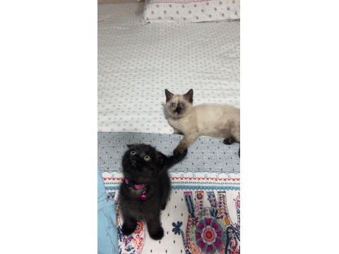 British Shorthair Yavru