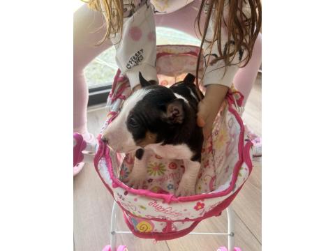 A Şecereli Minyatür Bull Terrier