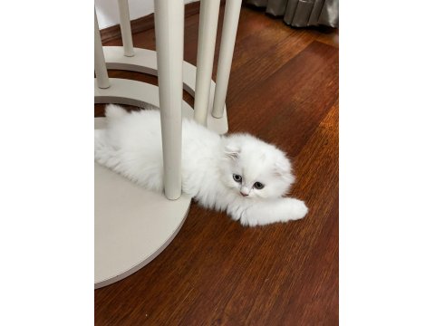 2 Aylık Temiz Yavru Çift Göz Scottish Fold