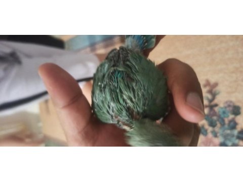 Sevda Papağanı El Besleme