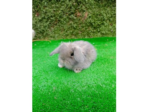 1 Aylık Hollanda Teddy Lop Tavşan Yavruları