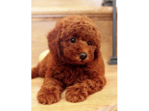 Kore Kan Red Brown Orijinal Toy Poodle
