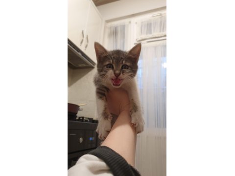 Van Kedisi Kırması