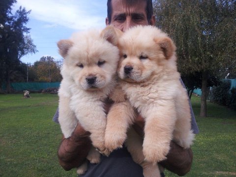 Chow Chow Köpeği Yavruları