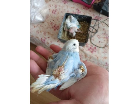 Ev Üretimi Muhabbet Kuşu Yavruları