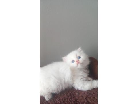 Beyaz British Longhair Safkan