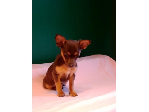 Sıfır Numara Pinscher Yavrularımız