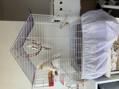 Wifi Sultan Papağanı Ve Lutino Sultan Eş