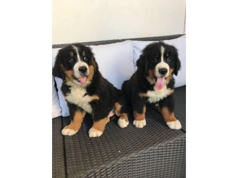 Bernese Mountain Dog Yavruları