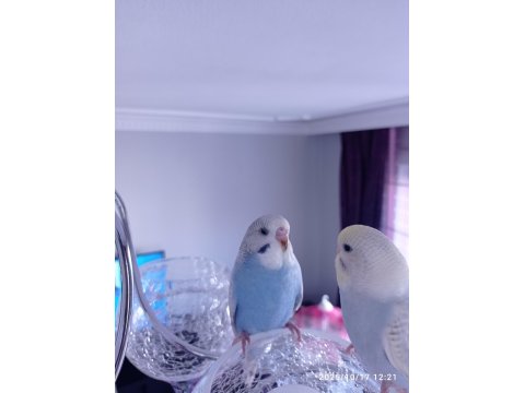 Oyuncu Yavru Muhabbet Kuşlar