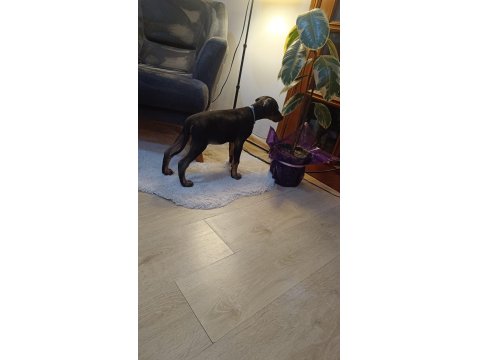 Safkan Doberman Köpeklerimiz