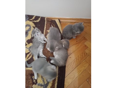 British Longhair Scottish Fold