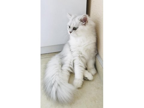 Silver Shaded British Longhair Erkek