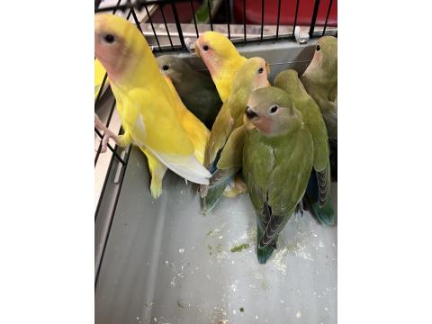 Yeni Yeme Düşmüş Isırma Bilmeyen Sevda Papağanları